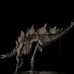دایناسور 8 متری گرانترین فسیل جهان شد